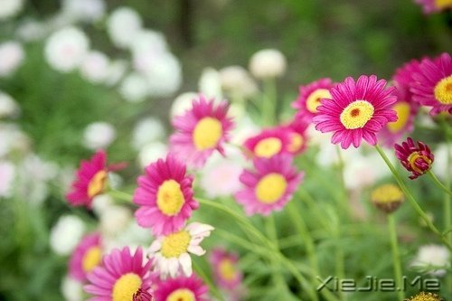 不要踩着别人的脚印,找自己的路 (6)