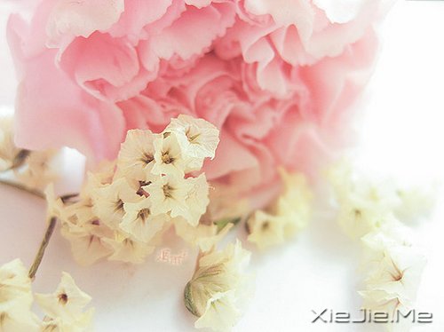 早安心语:找一个理由,去否认忧伤 (7)